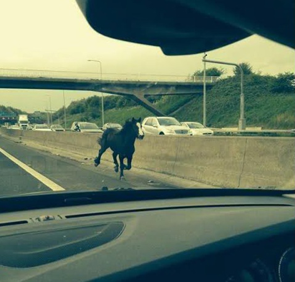 Galloping horse on motorway Wynn003.jpg