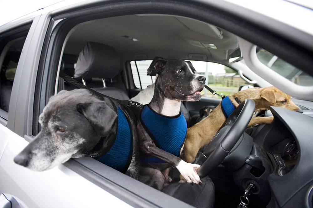 Driving dogs