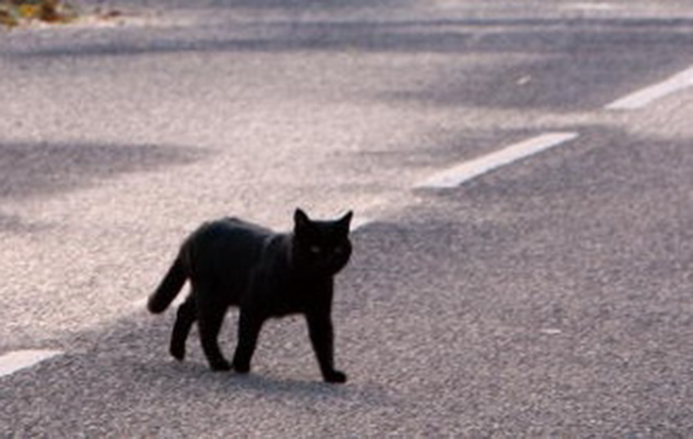 black cat on road cropped resized