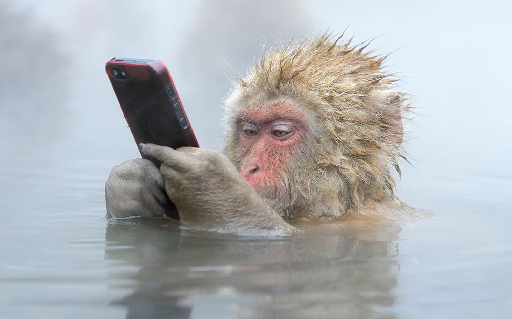 MOnkey with phone