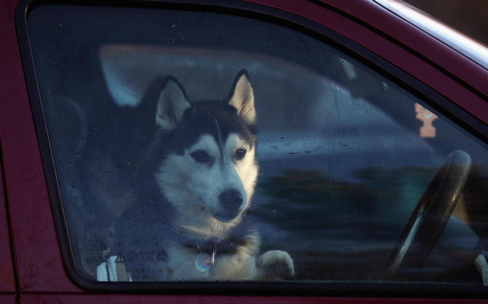 Dog in car driving seat