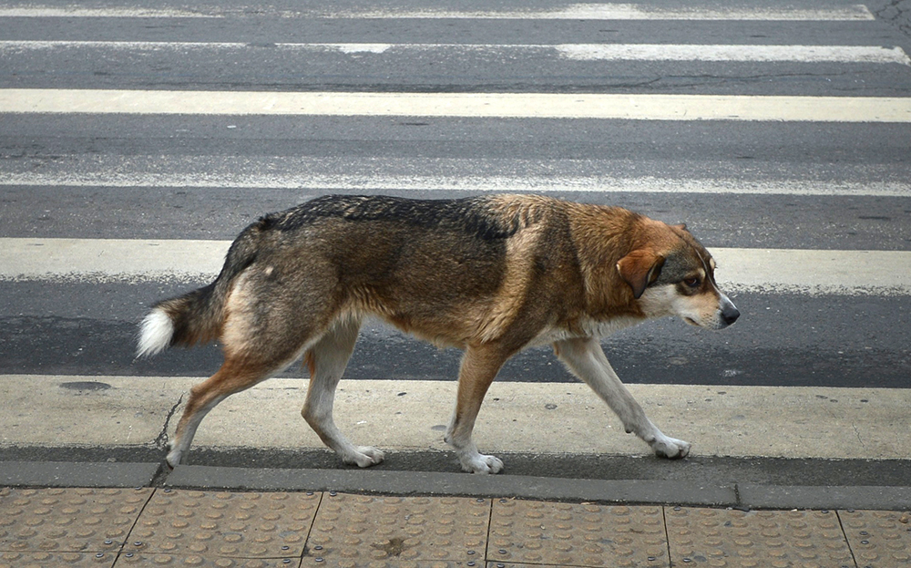 Owners no longer traced when pet dog is killed on road