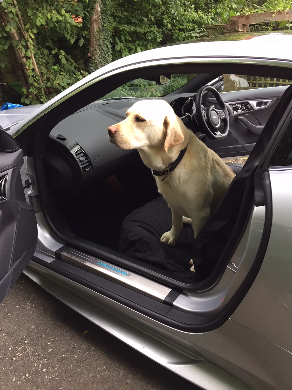 PetGear front car seat cover for dogs reviewed