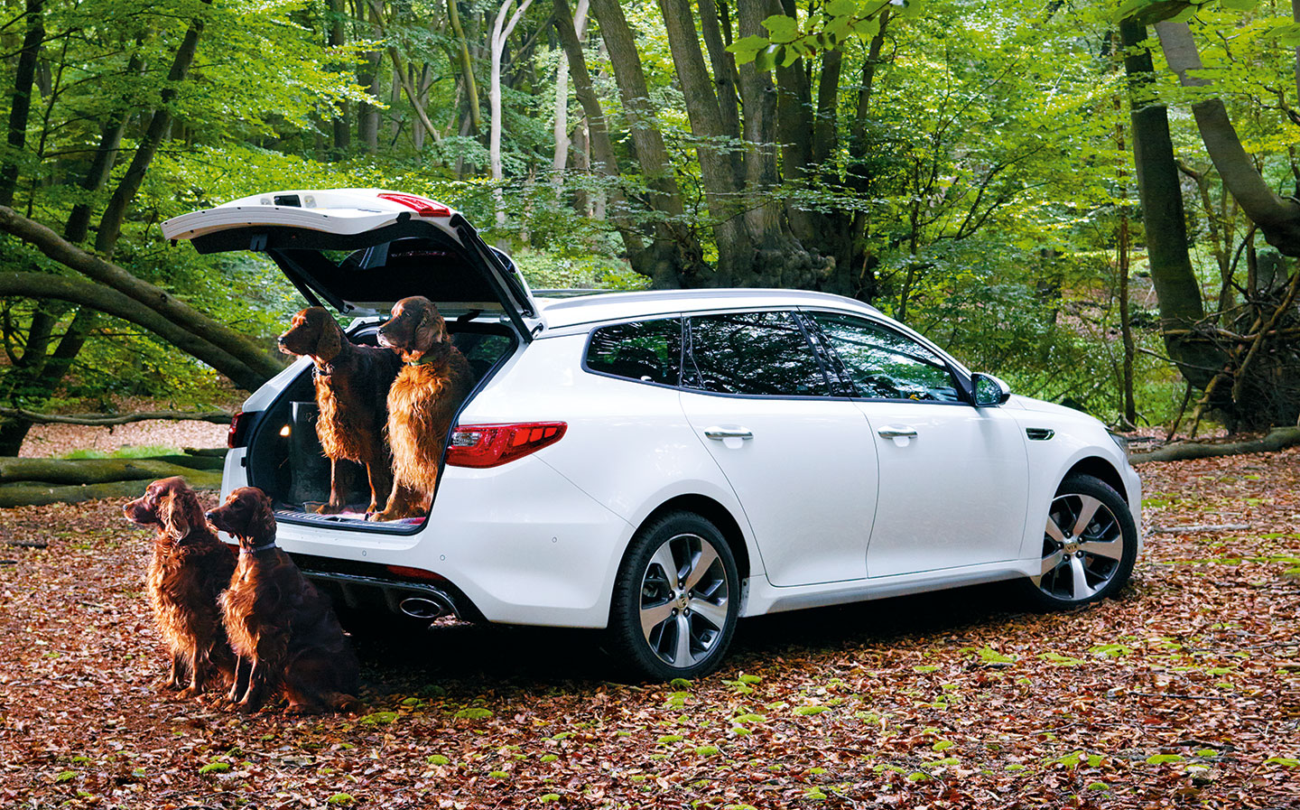 Red setters Jake, Quiz, Phoebe and Coda with the Kia Optima Sportswagon GT-Line S