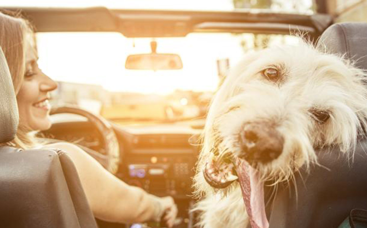 Car seatbelt for your dog? It’s a bone of contention in America