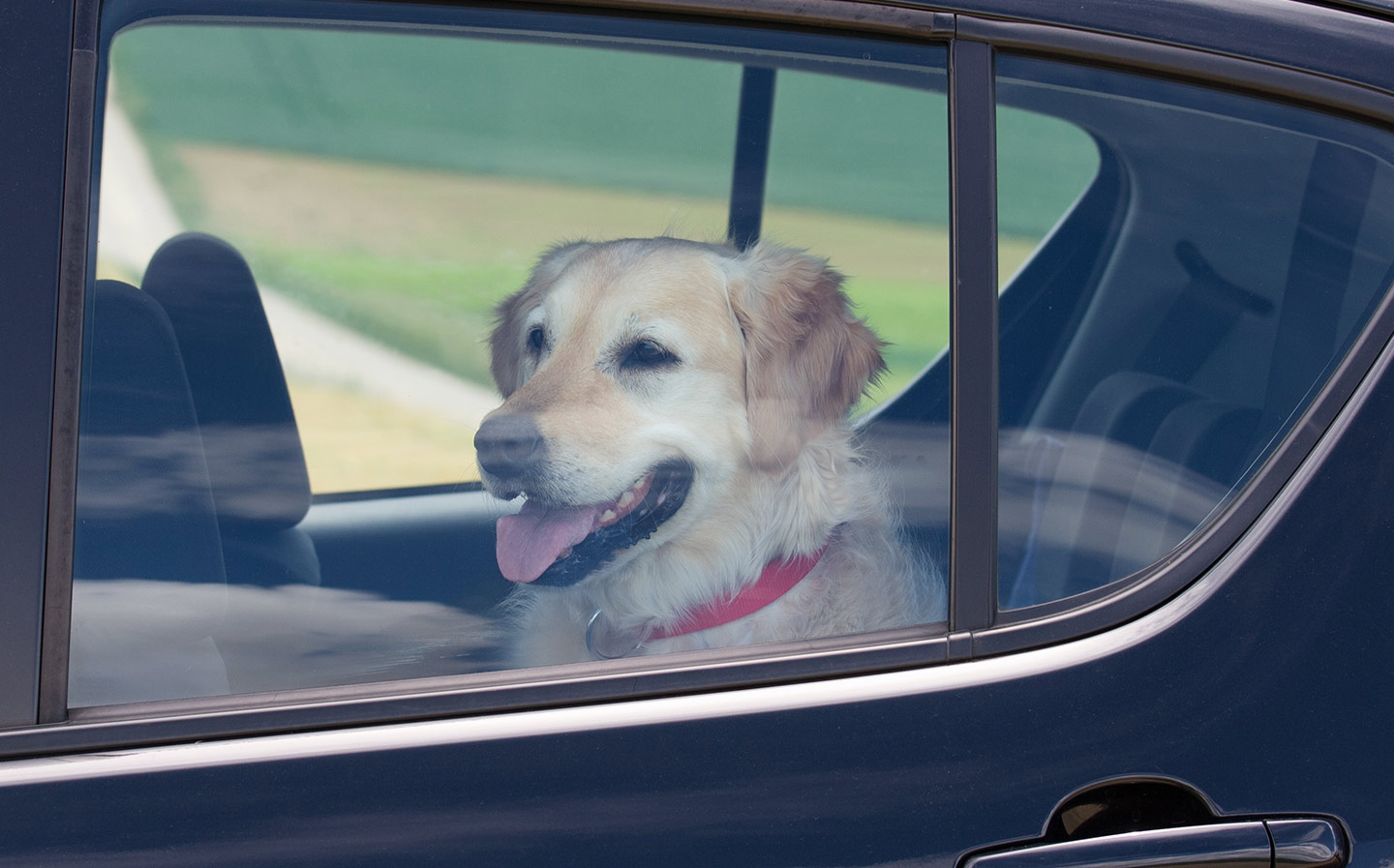12 things drivers shouldn’t leave in a hot car: PETS
