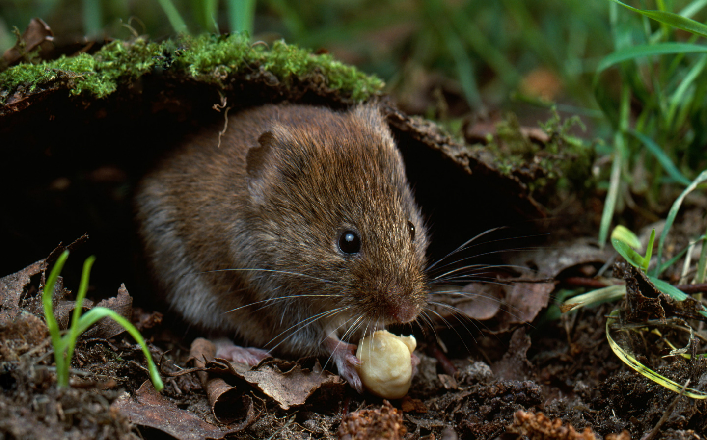 Litter-thrown-from-cars-killing-millions-of-animals