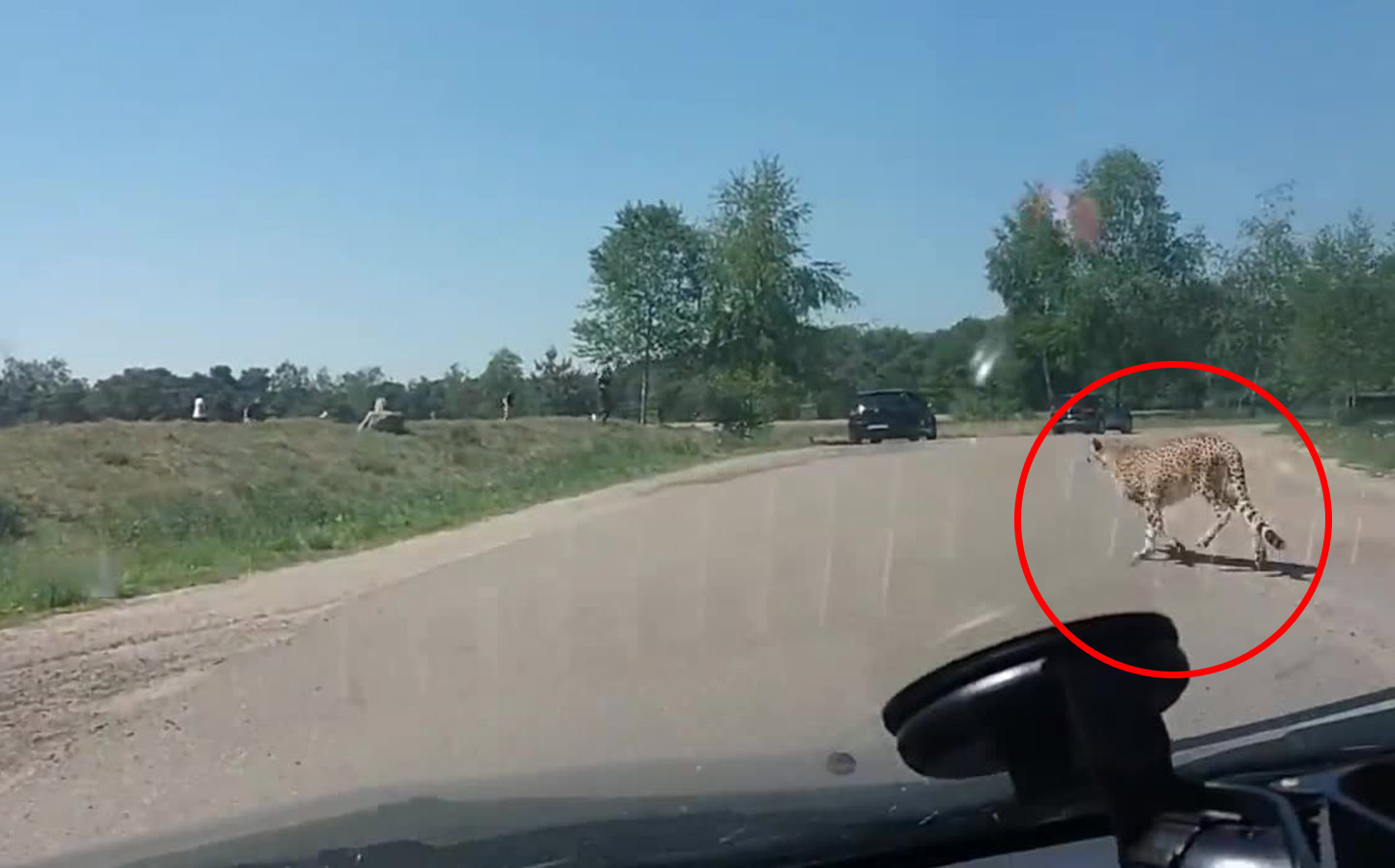 Video: family runs for their lives chased by cheetahs after leaving their car at a safari park