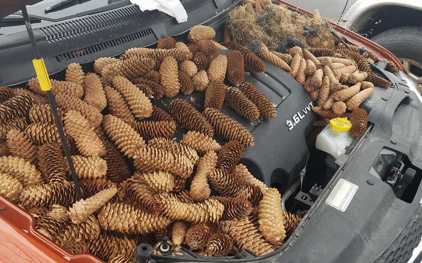 Squirrels stash pine cones in car engine bay