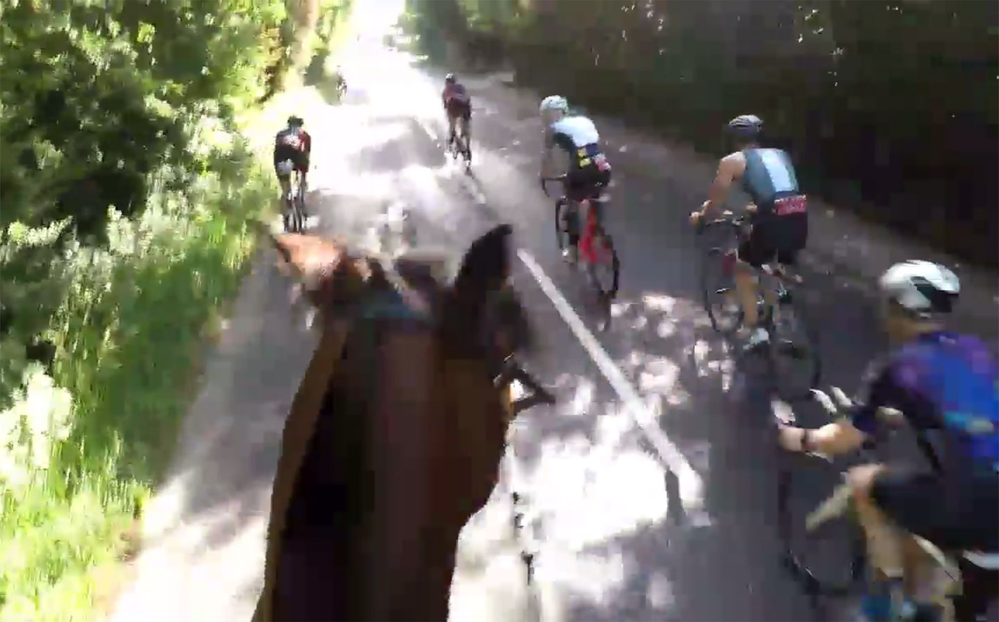 "Absolutely shocking" triathlon cyclists condemned for colliding with horse