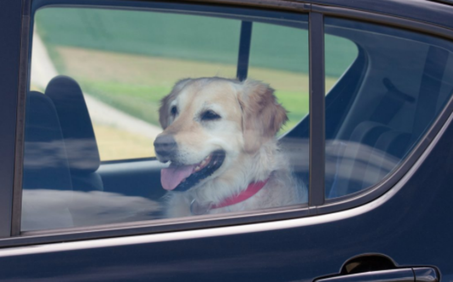 Motorists warned against leaving pets in hot cars