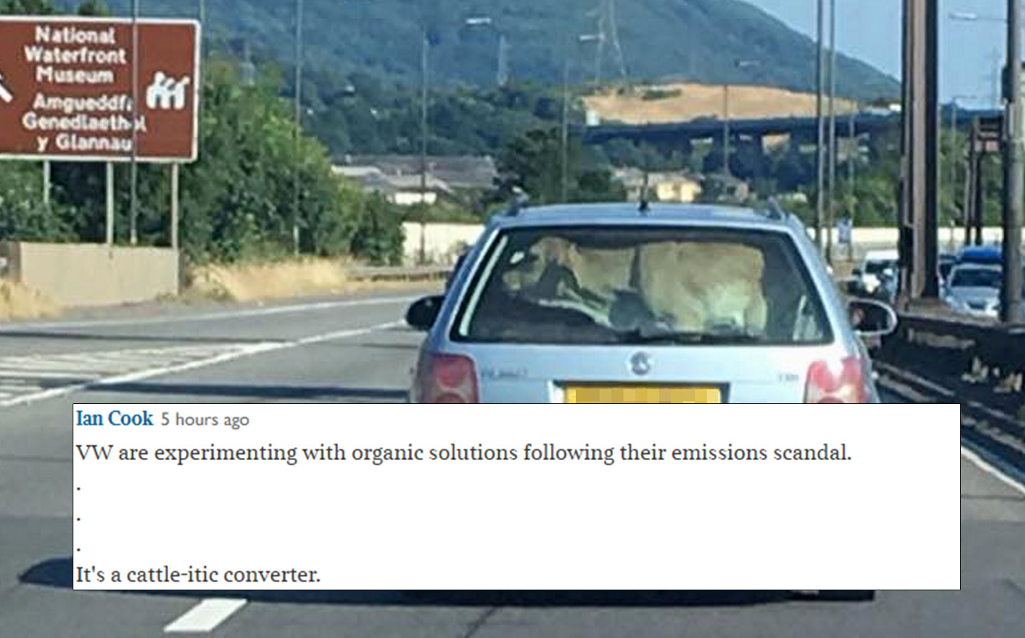 Times readers' comments on the story about a cow being transported in a car are hilarious