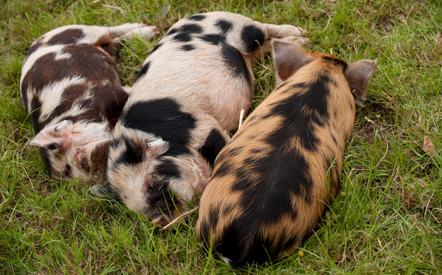 Owning pigs has put Jeremy Clarkson off pork