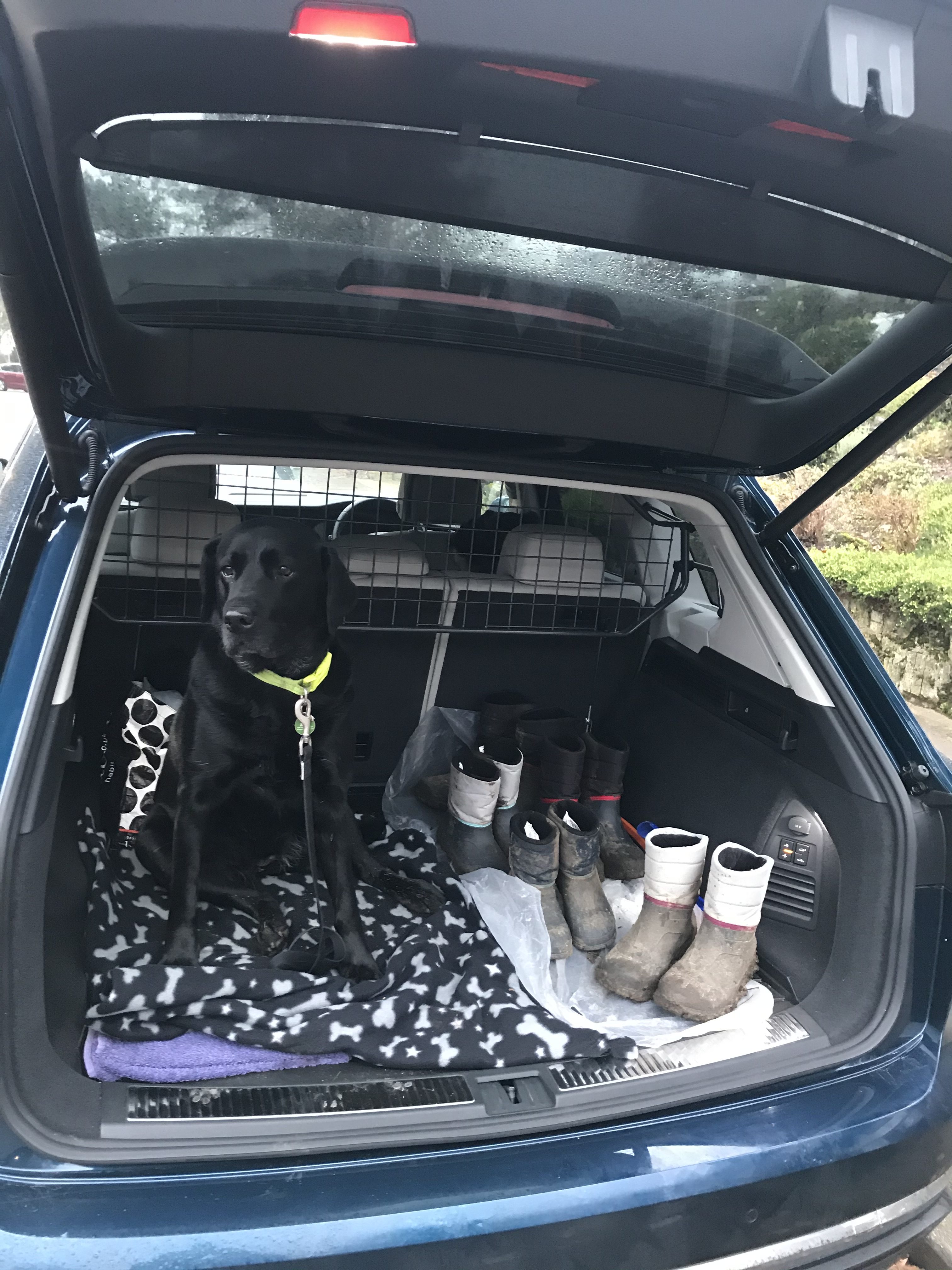 Best cars for dogs 2021 - VW Touareg