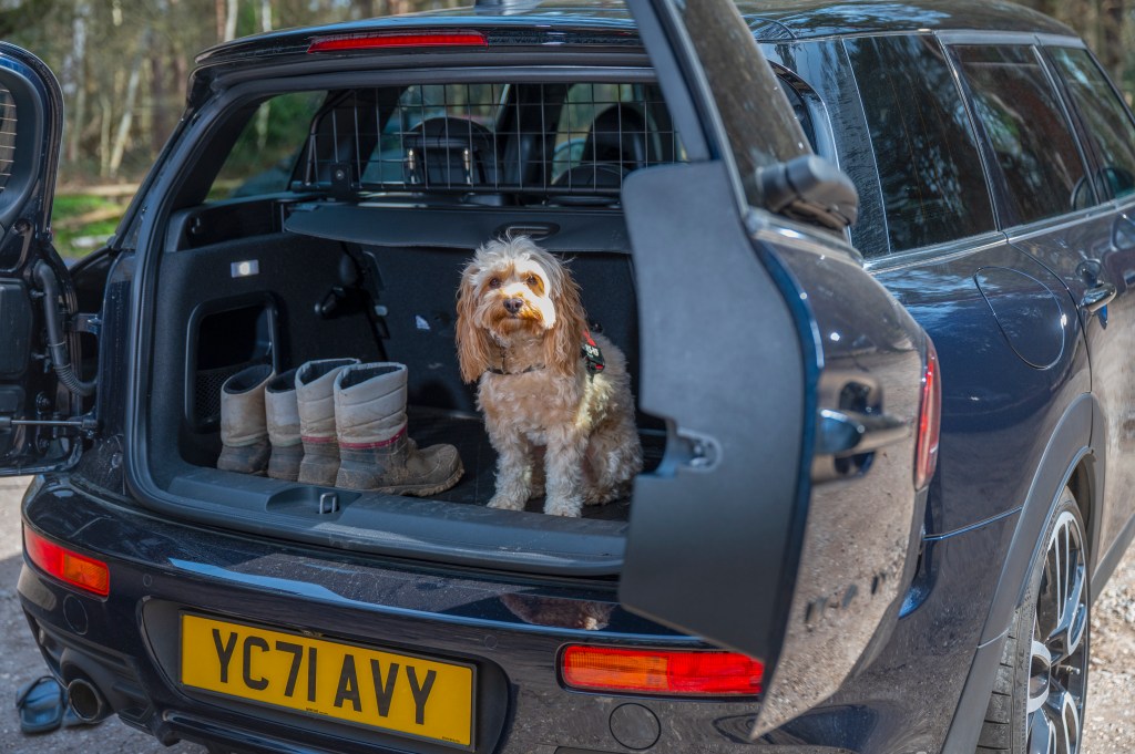 Dog in the boot of a Mini Clubman