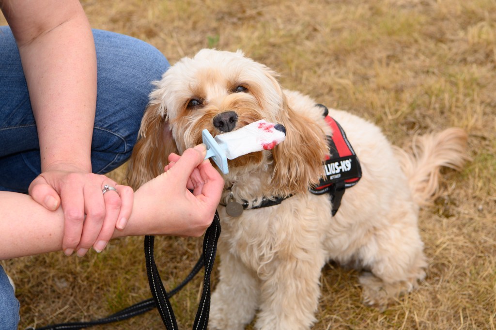 Keeping dogs cool on hots days with frozen treats